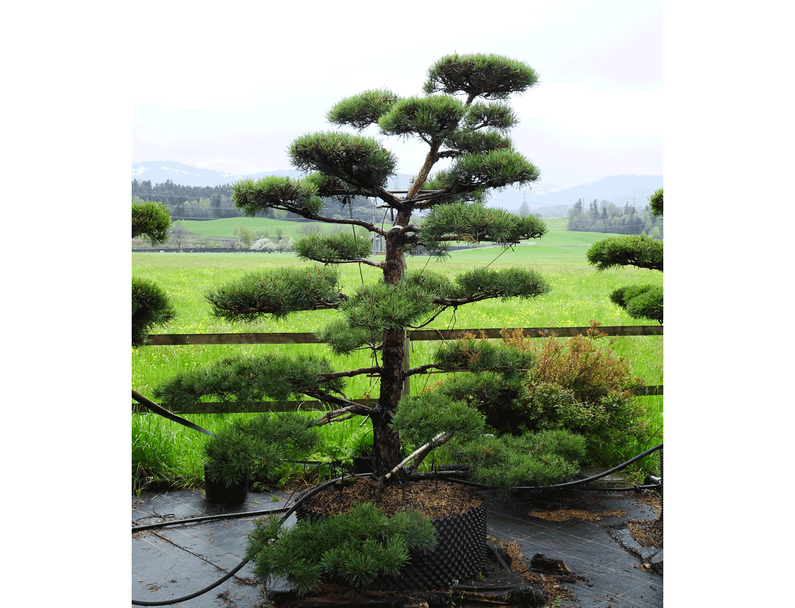 Bonsai Klein Breit